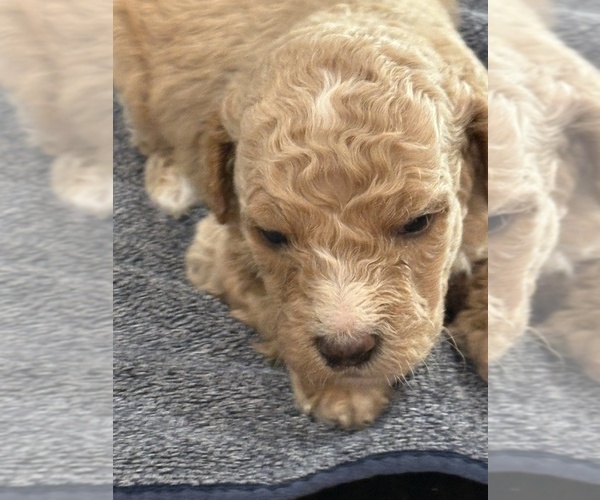 Medium Photo #9 Goldendoodle (Miniature) Puppy For Sale in ALBEMARLE, NC, USA