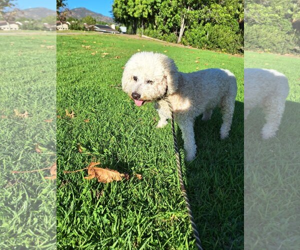 Medium Photo #12 Poodle (Miniature)-Unknown Mix Puppy For Sale in  Ramona, CA, USA