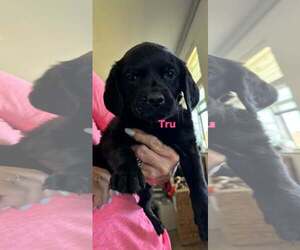 Boykin Spaniel-Unknown Mix Dogs for adoption in Brooksville, FL, USA