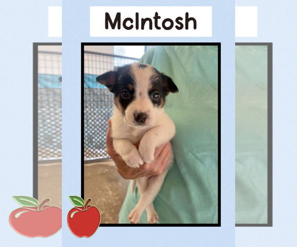 Medium Photo #1 Mutt Puppy For Sale in Williamsburg, IA, USA