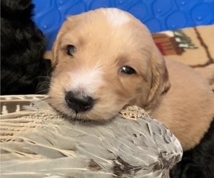 Goldendoodle Puppy for sale in SAINT JOSEPH, MO, USA