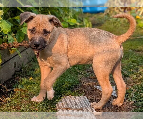 Medium Photo #2 Mutt Puppy For Sale in Bellingham, WA, USA