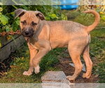 Small #1 Mutt