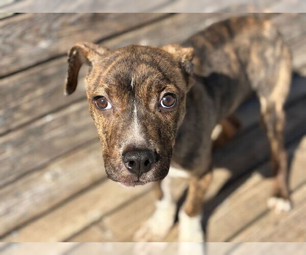 Medium Photo #2 Mutt Puppy For Sale in Tulsa, OK, USA