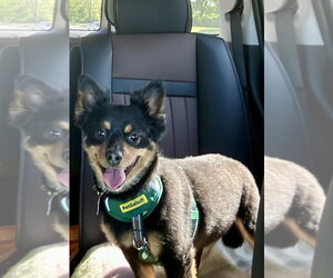 Pomeranian Dogs for adoption in Mundelein, IL, USA
