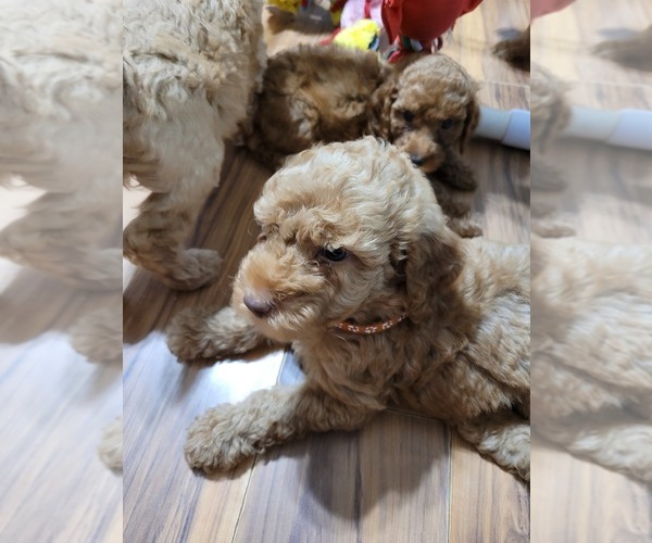 Medium Photo #13 Poodle (Standard) Puppy For Sale in AIKEN, SC, USA