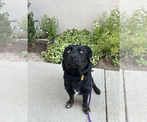 Retriever -Unknown Mix Dogs for adoption in Sandy, UT, USA