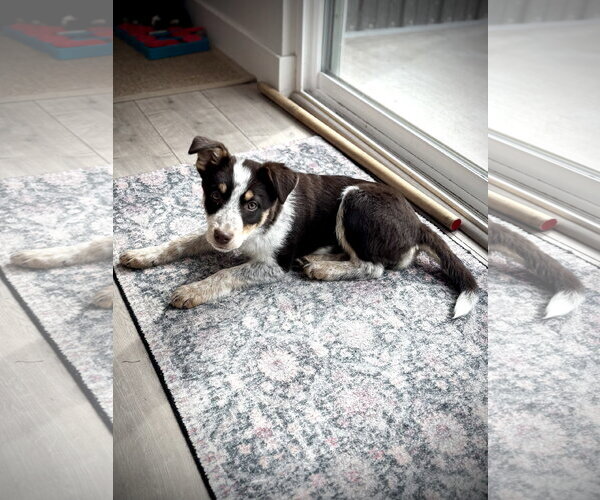 Medium Photo #9 Mutt Puppy For Sale in Sandy, UT, USA