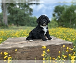 Bernedoodle Puppy for sale in LYMAN, SC, USA