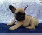 Small Photo #5 French Bulldog Puppy For Sale in STATEN ISLAND, NY, USA