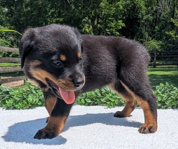 Medium Photo #8 Rottweiler Puppy For Sale in GOSHEN, IN, USA