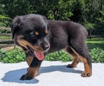 Small #7 Rottweiler