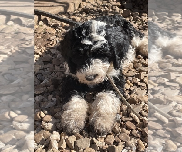 Medium Photo #13 Sheepadoodle Puppy For Sale in SPRINGDALE, AR, USA
