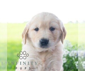 Golden Retriever Puppy for sale in NEWPORT, PA, USA
