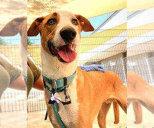 Greyhound-Unknown Mix Dogs for adoption in Sacramento, CA, USA