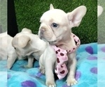 Small Photo #9 French Bulldog Puppy For Sale in SAN BERNARDINO, CA, USA