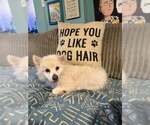 Small #4 American Eskimo Dog