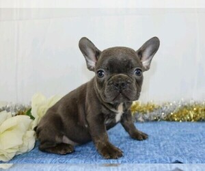 French Bulldog Puppy for sale in FREDERICKSBG, OH, USA