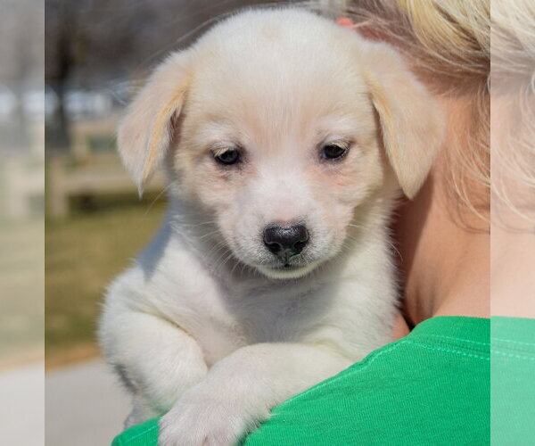 Medium Photo #5 Chihuahua-Unknown Mix Puppy For Sale in Huntley, IL, USA