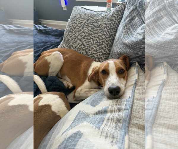 Medium Photo #3 Mutt Puppy For Sale in Holly Springs, NC, USA