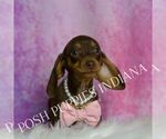 Puppy Godiva ACA Dachshund