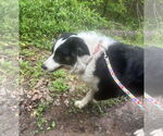Small #8 Border Collie Mix