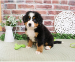 Small #4 Bernese Mountain Dog