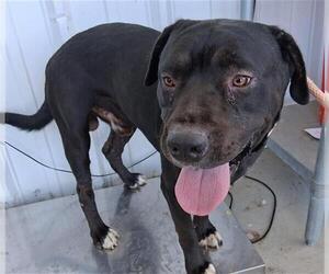 American Pit Bull Terrier Dogs for adoption in Bakersfield, CA, USA