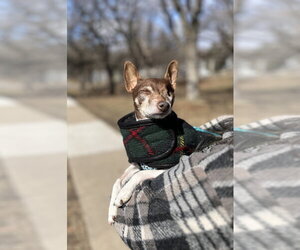 Foxy Rat Terrier Dogs for adoption in Minneapolis, MN, USA