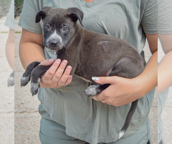 Medium Photo #2 Labsky Puppy For Sale in Huntley, IL, USA