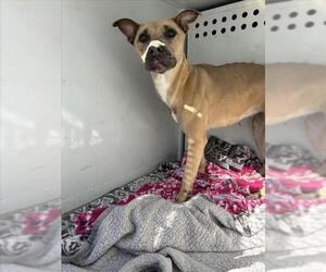 Mutt Dogs for adoption in Martinez, CA, USA