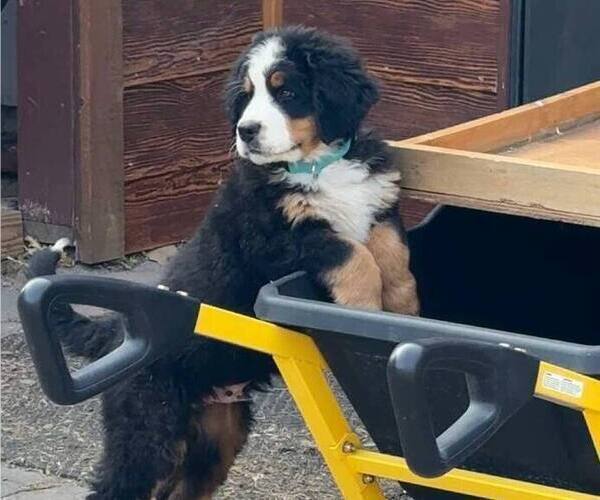 Medium Photo #35 Bernese Mountain Dog Puppy For Sale in SALMON, ID, USA