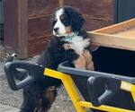 Small Photo #35 Bernese Mountain Dog Puppy For Sale in SALMON, ID, USA