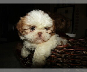 Shih Tzu Puppy for sale in JACKSON, MI, USA