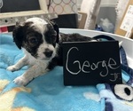 Small #2 YorkiePoo