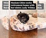 Small #1 Pug