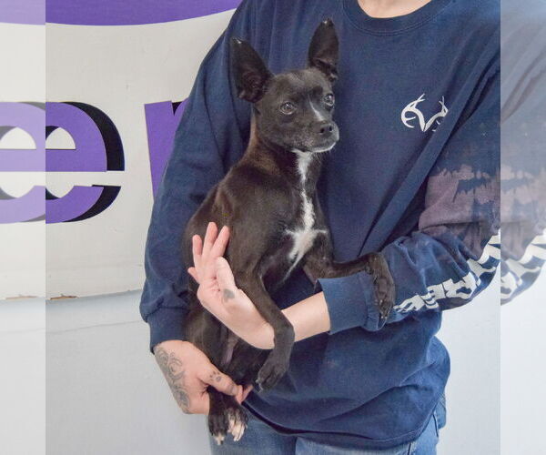 Medium Photo #4 Chipin Puppy For Sale in Huntley, IL, USA