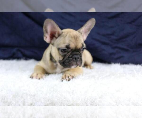 Medium Photo #4 French Bulldog Puppy For Sale in DEERFIELD BEACH, FL, USA