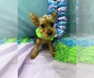 Yorkshire Terrier Puppy for sale in LANCASTER, MO, USA