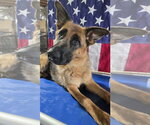 Small German Shepherd Dog