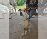 Small #1 Australian Shepherd Mix