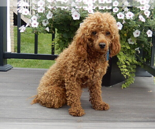 Medium Photo #1 Cavapoo Puppy For Sale in MILLERSBURG, OH, USA