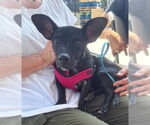 Small #1 Chiweenie