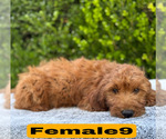 Small #25 Goldendoodle (Miniature)