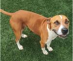 Small #2 Boxer Mix