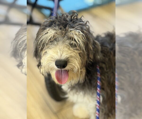 Medium Photo #2 Bernese Mountain Dog-Poodle (Miniature) Mix Puppy For Sale in Valrico, FL, USA