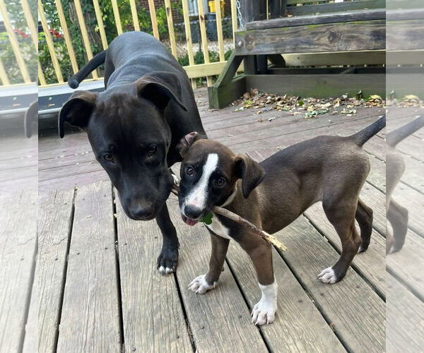 Medium Photo #13 Mutt Puppy For Sale in Mount Laurel, NJ, USA