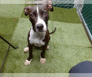 American Pit Bull Terrier Dogs for adoption in Downey, CA, USA