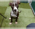 Small American Pit Bull Terrier
