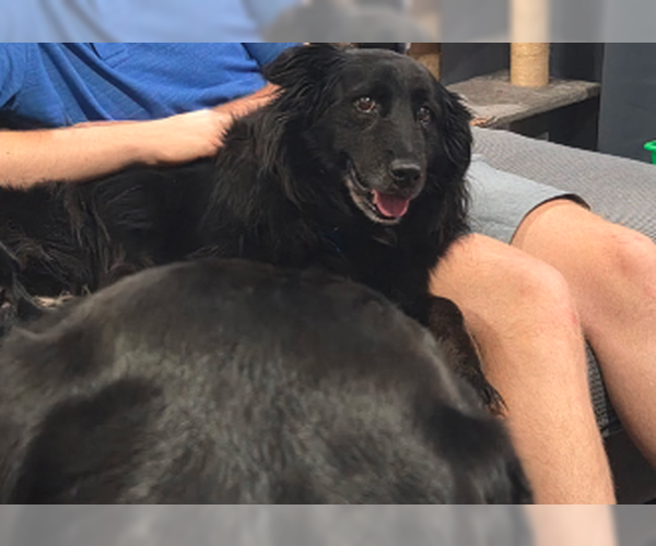 Medium Photo #2 Collie-Unknown Mix Puppy For Sale in Plainfield, IL, USA